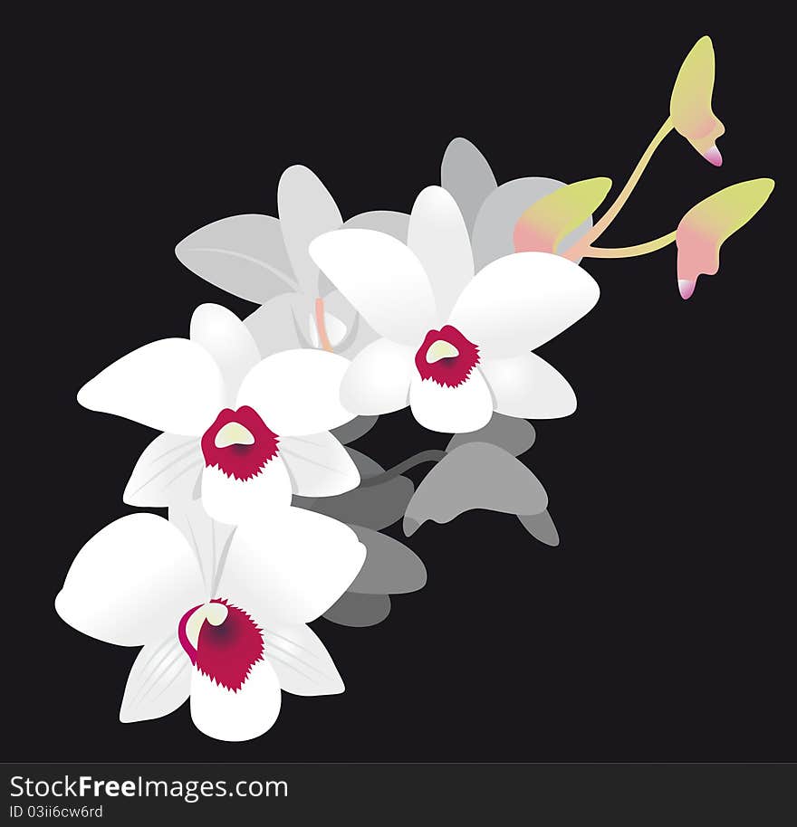 White Orchid. Vector Illustration isolated on black background