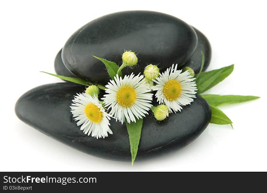 Chamomiles with pebbles on a white background