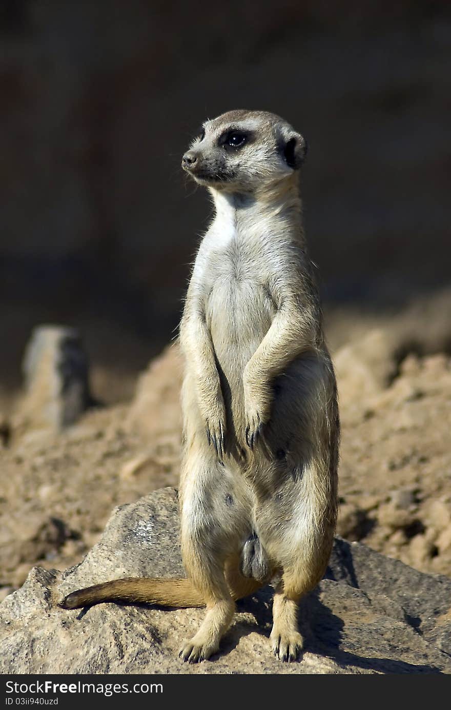 Suricate