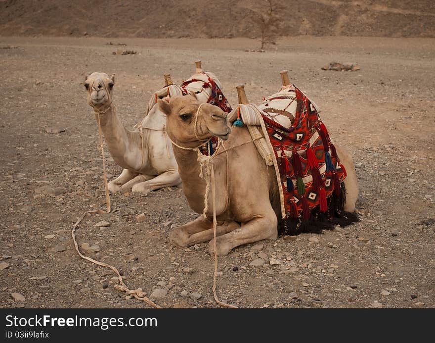 Lazy camels in stone desert take a rest