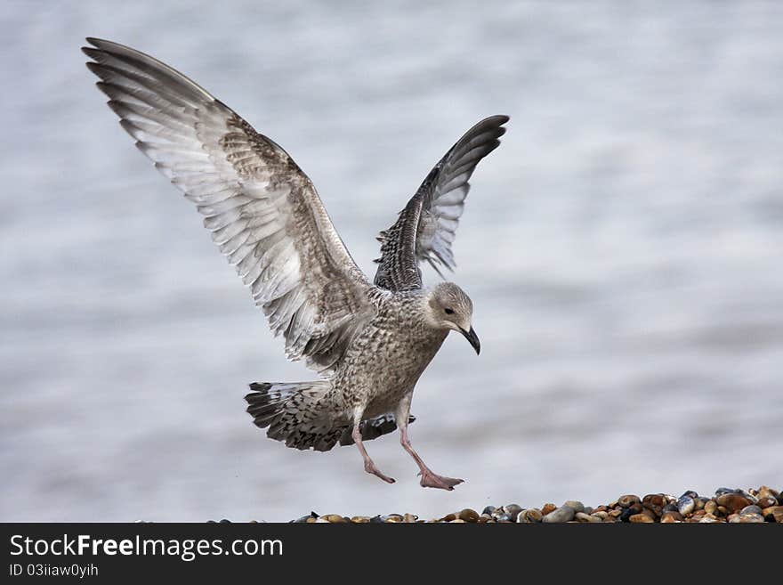 Seagull landing on a beach