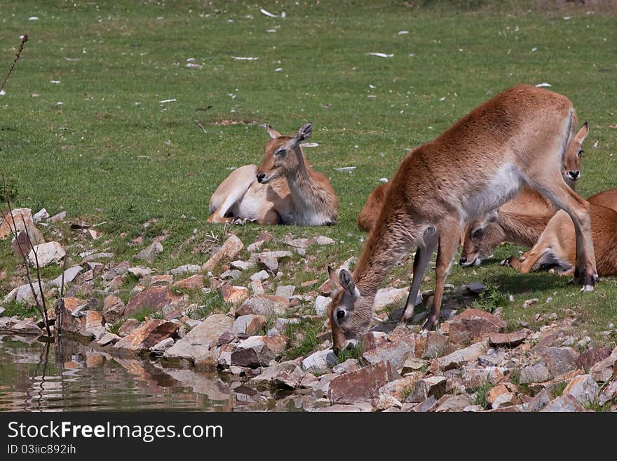 Antelopes