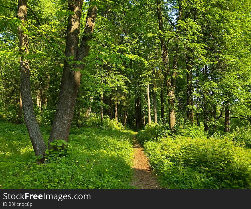 Shady alley in the park on summer day