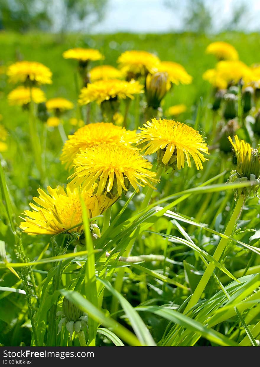 Summer meadow with yellow dandelions closeup view