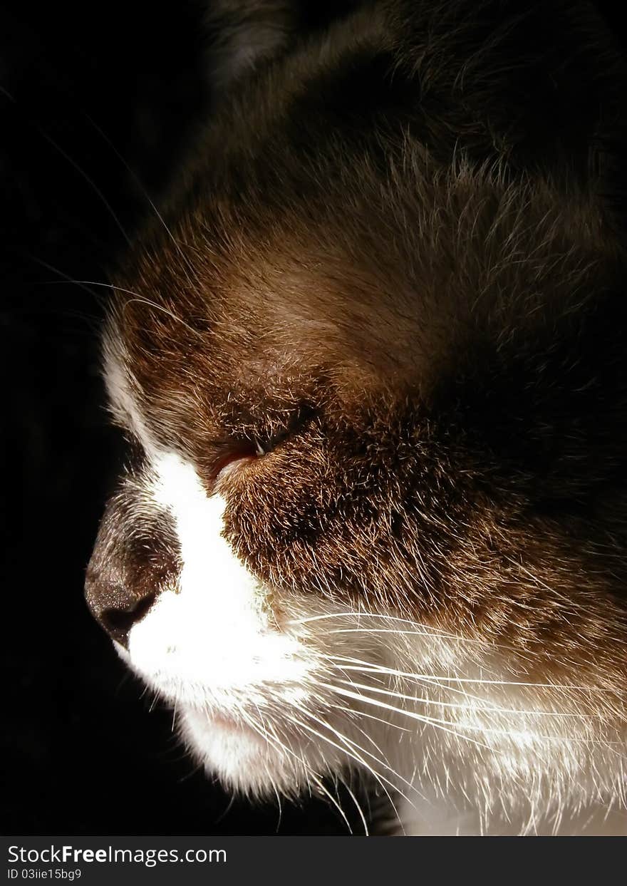 Portrait of a cat on a black background