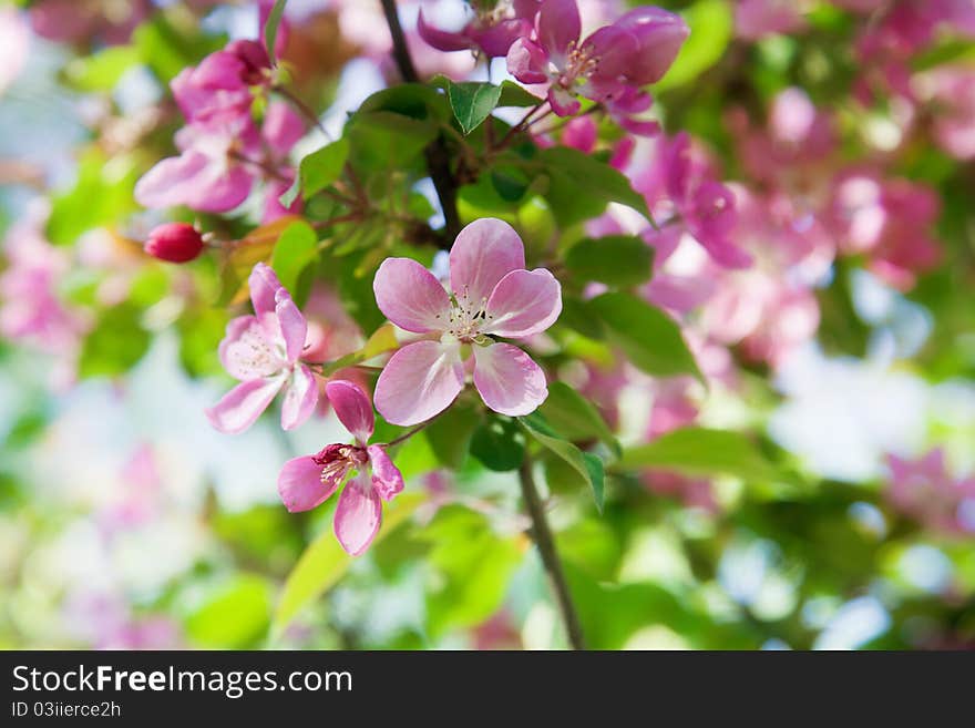 Blooming wild apple-trees