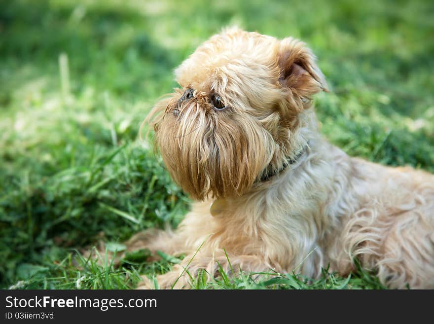 Dog On Walk In The Summer