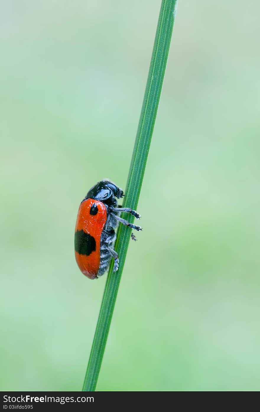 Macro of a Clytra laeviuscula