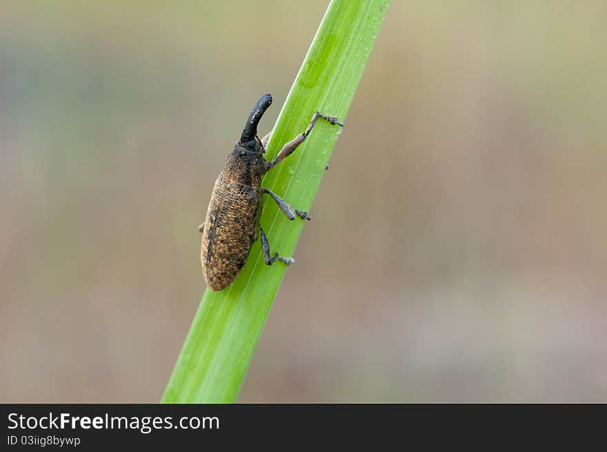 Macro of a Lixus angustatus