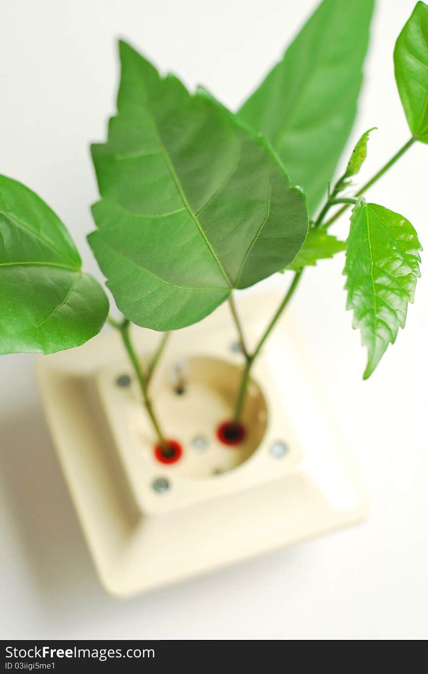 Green leaves coming out of a wall socket. Green leaves coming out of a wall socket