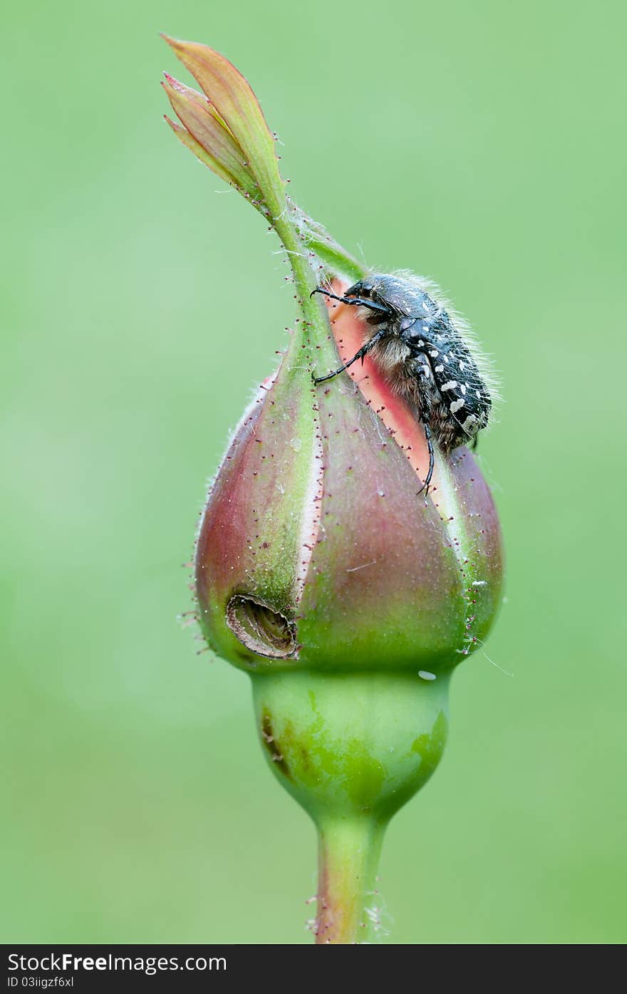 Chafer on a rose