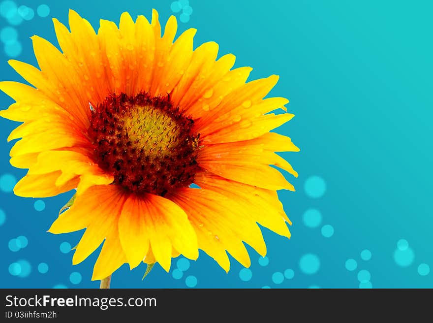 Flower yellow on a white background