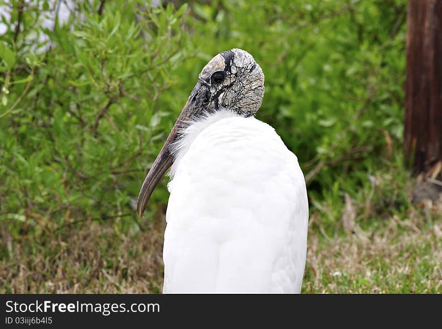 A Florida Wood Stork