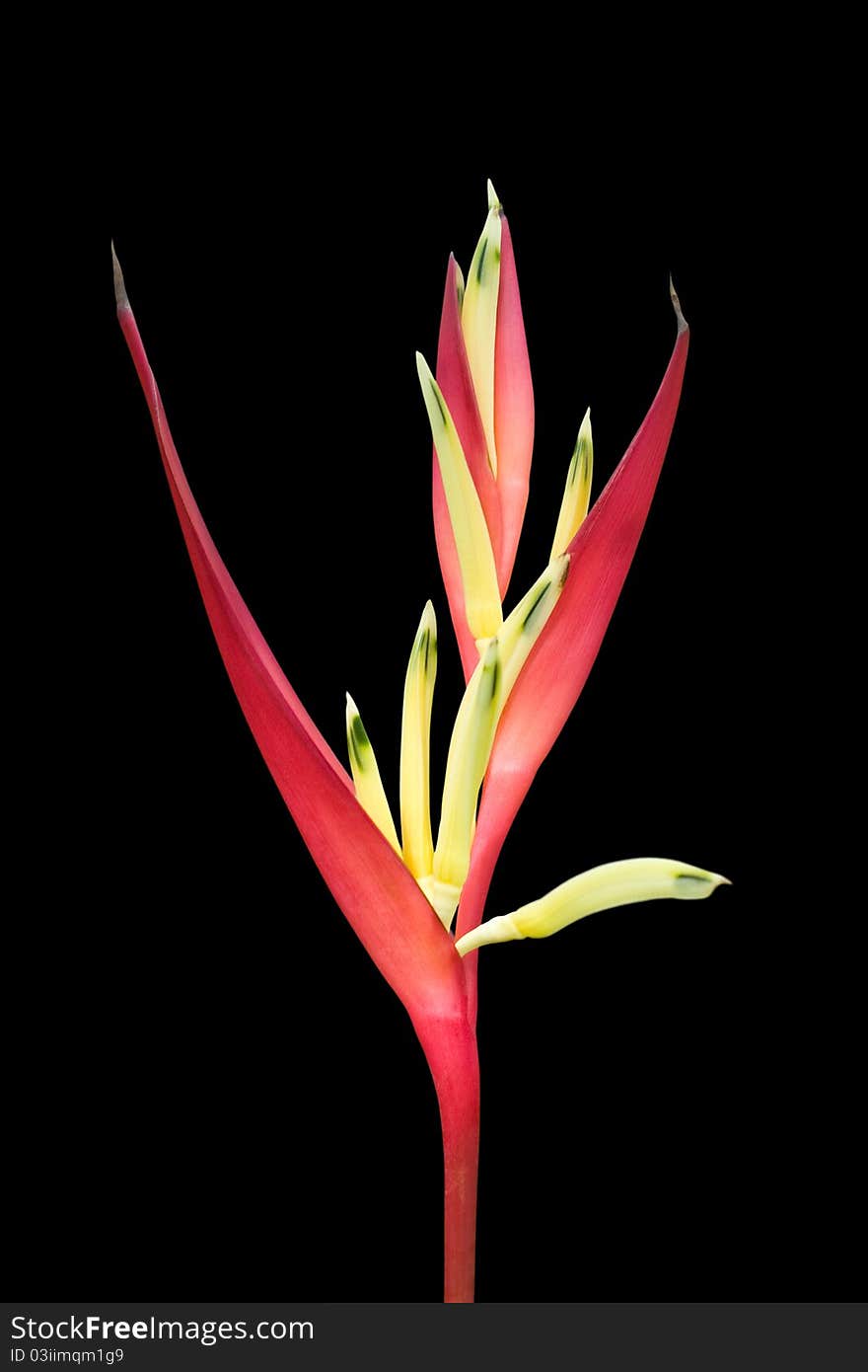 Tropical Heliconia flower isolated on black