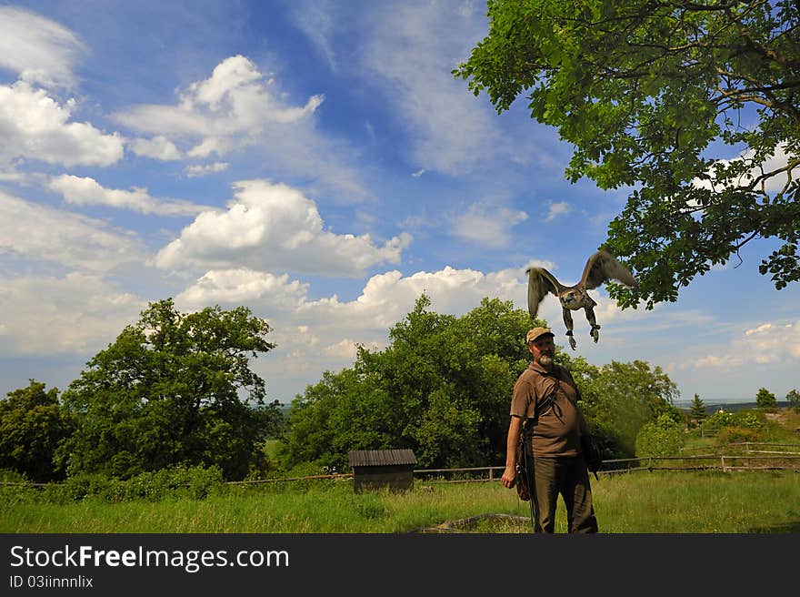 Falconer with falcon in Falconry Harz,Burg Regenstein,Germany. Falconer with falcon in Falconry Harz,Burg Regenstein,Germany.