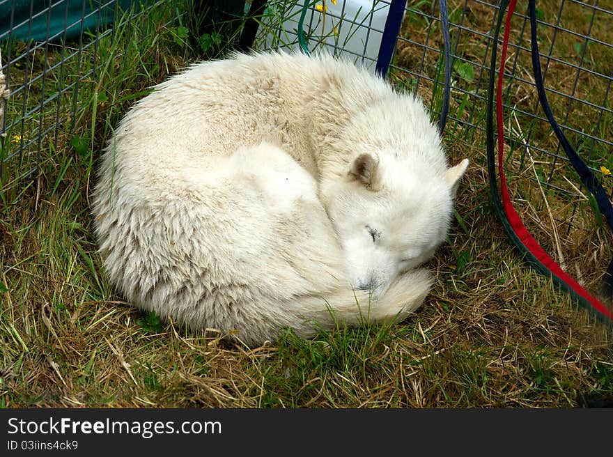 Sleeping husky in the shelter pound