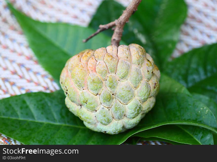 A fresh custard apple on leaf