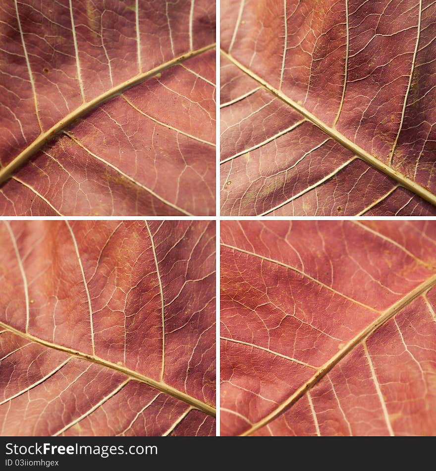 Set of autumn leaves background