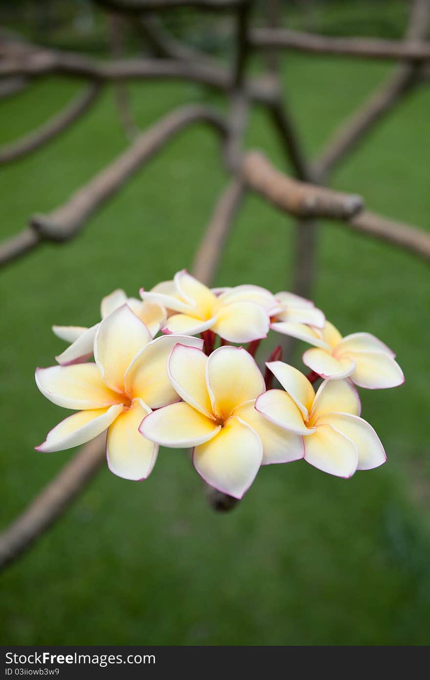 Plumeria flowers