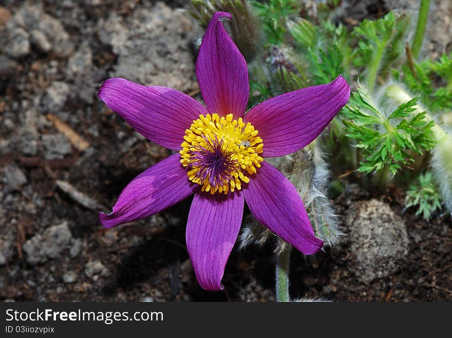 Great view of Pasque flower color purple in spring. Great view of Pasque flower color purple in spring