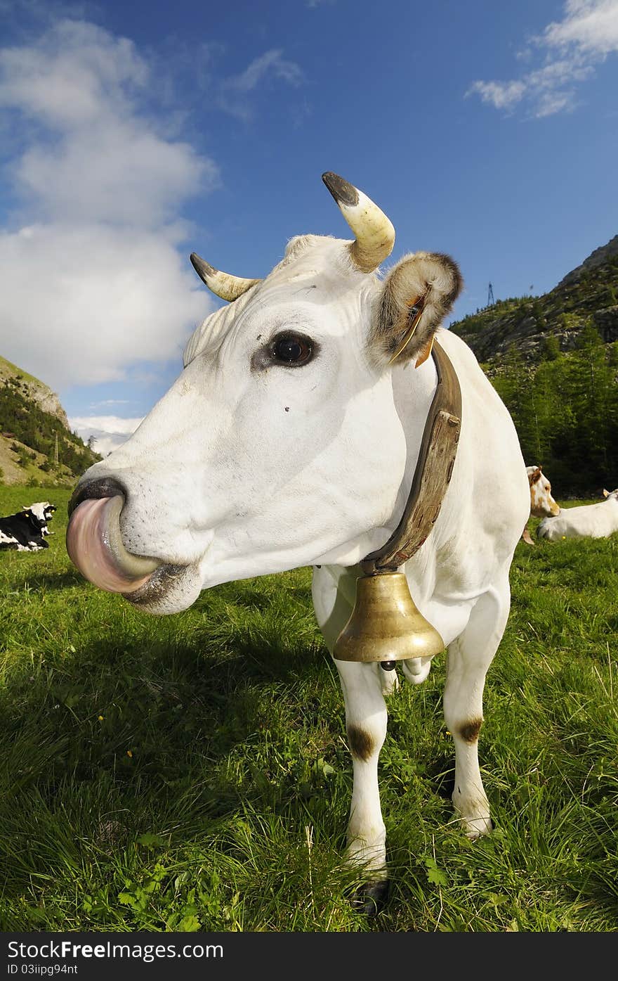 A white cow that licks his nose. A white cow that licks his nose