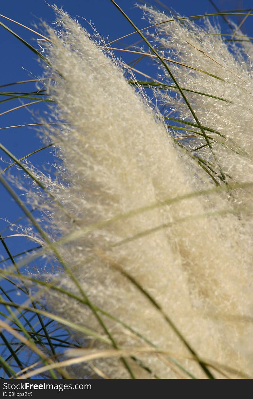 A close up of wild grass in the wind