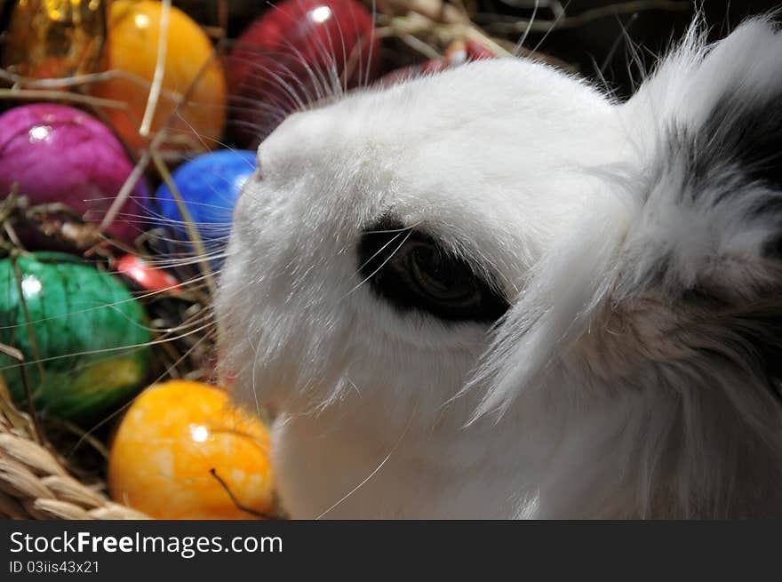 Feature photo easter with easter eggs and white bunny