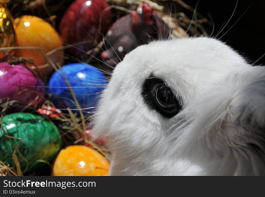 Feature photo easter with easter eggs and white bunny