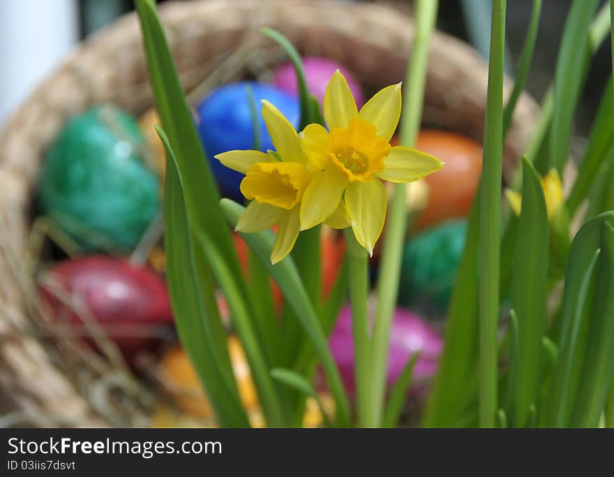 Feature photo easter with easter eggs and daffodil