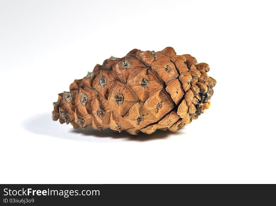 Great view of a young brown pine cones