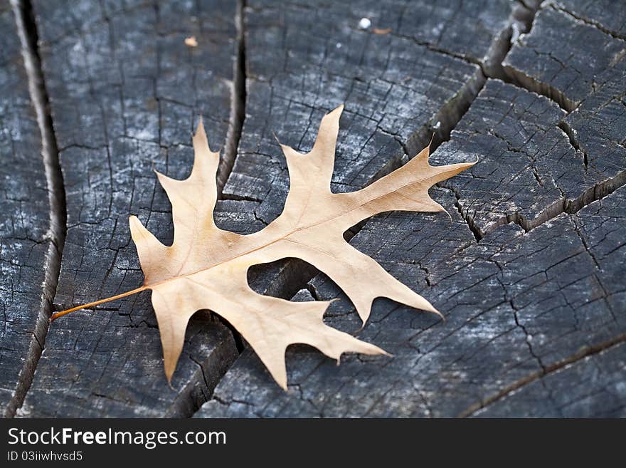 Autumn Leave over wooden backgound