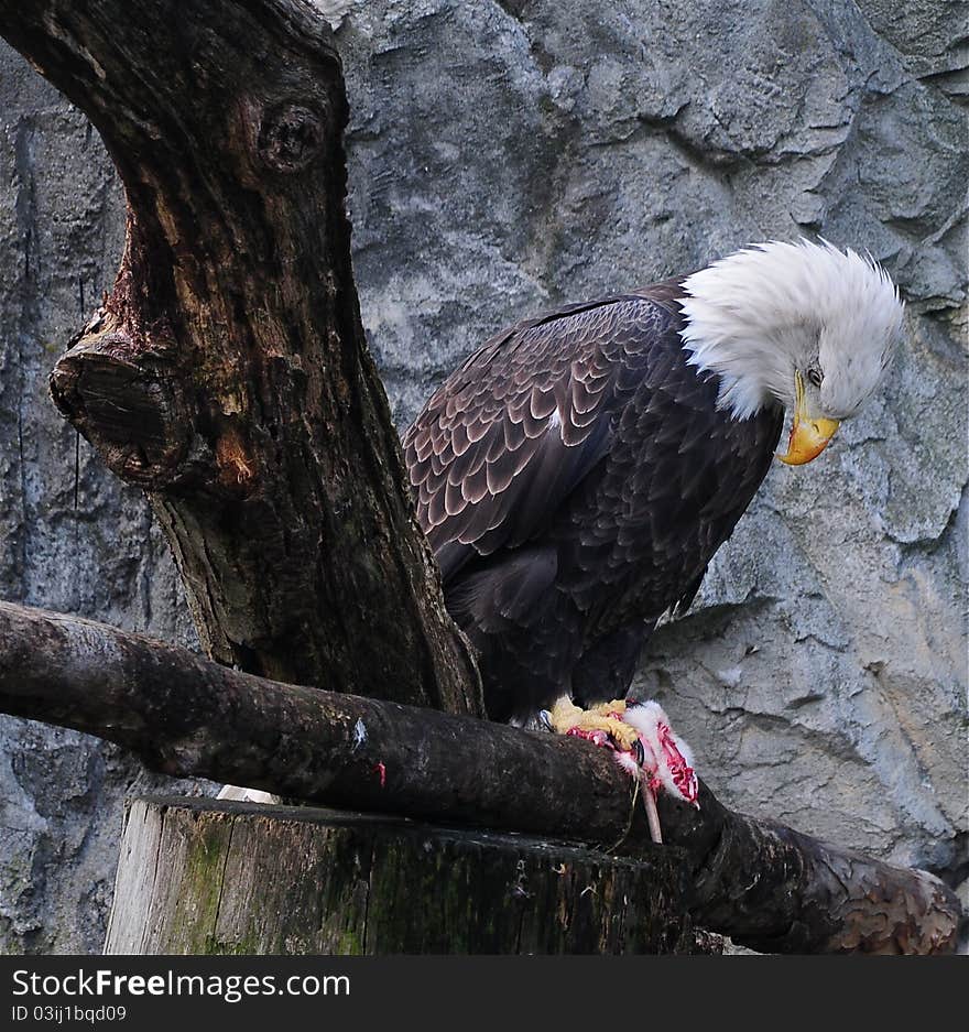 Bald Eagle eating his pray