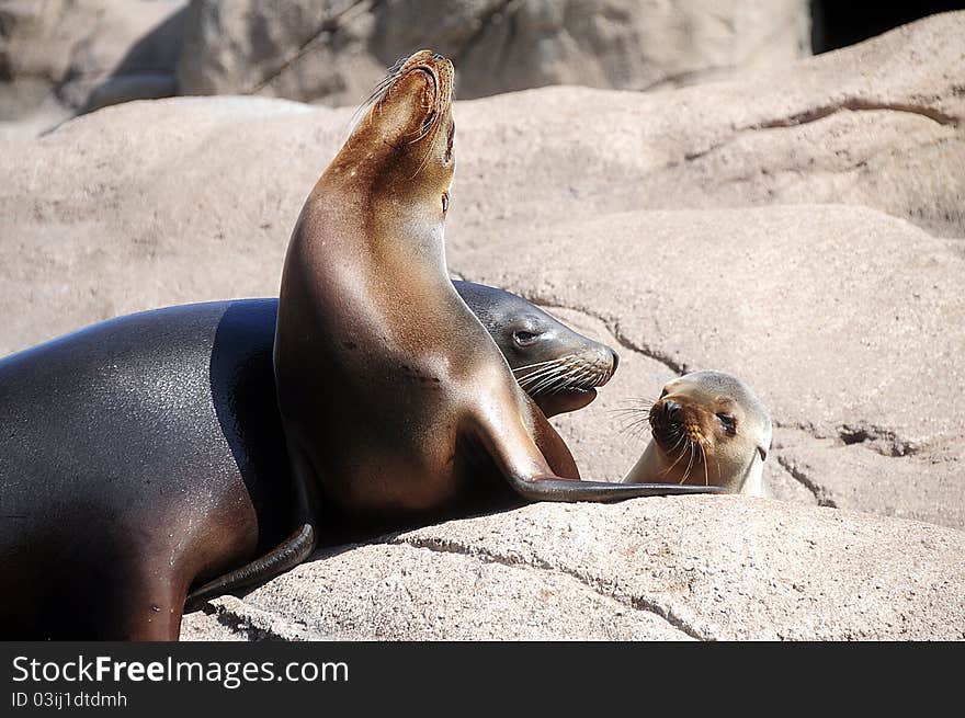 Seals sunning themselves on hot rocks. Seals sunning themselves on hot rocks