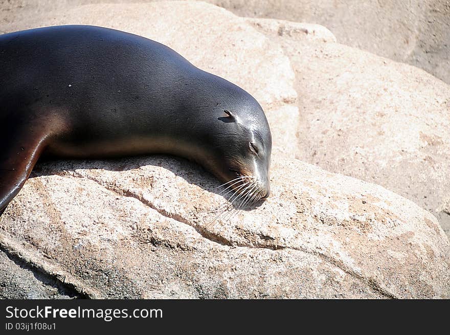 Young seal sleeping in the hot sun. Young seal sleeping in the hot sun