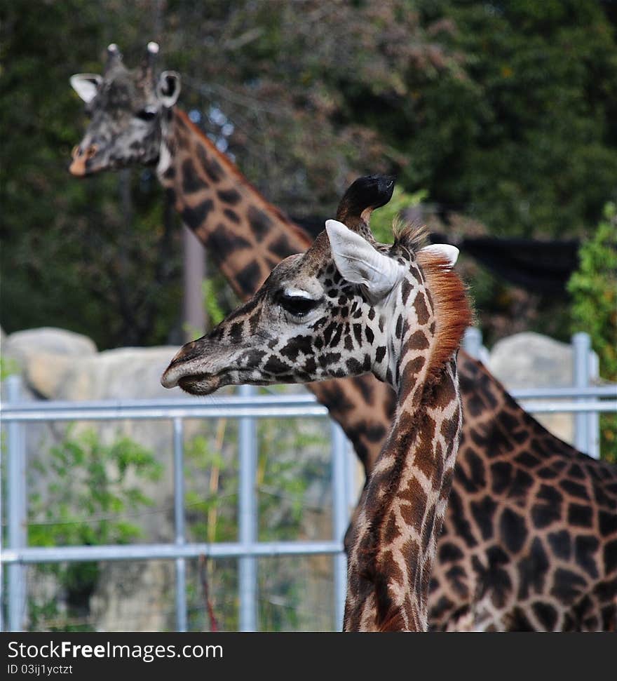 Giraffe's spots are incredible, curvature of their necks.