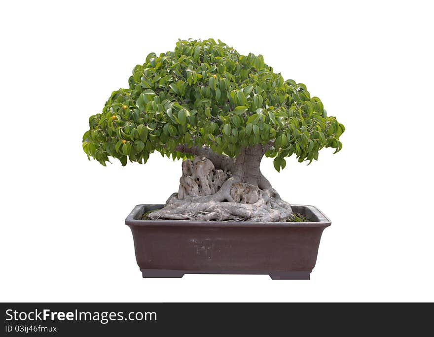 Green bonsai tree Isolated