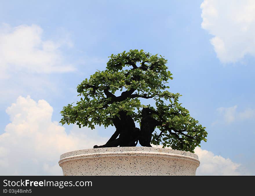 Green bonsai tree on bule syk