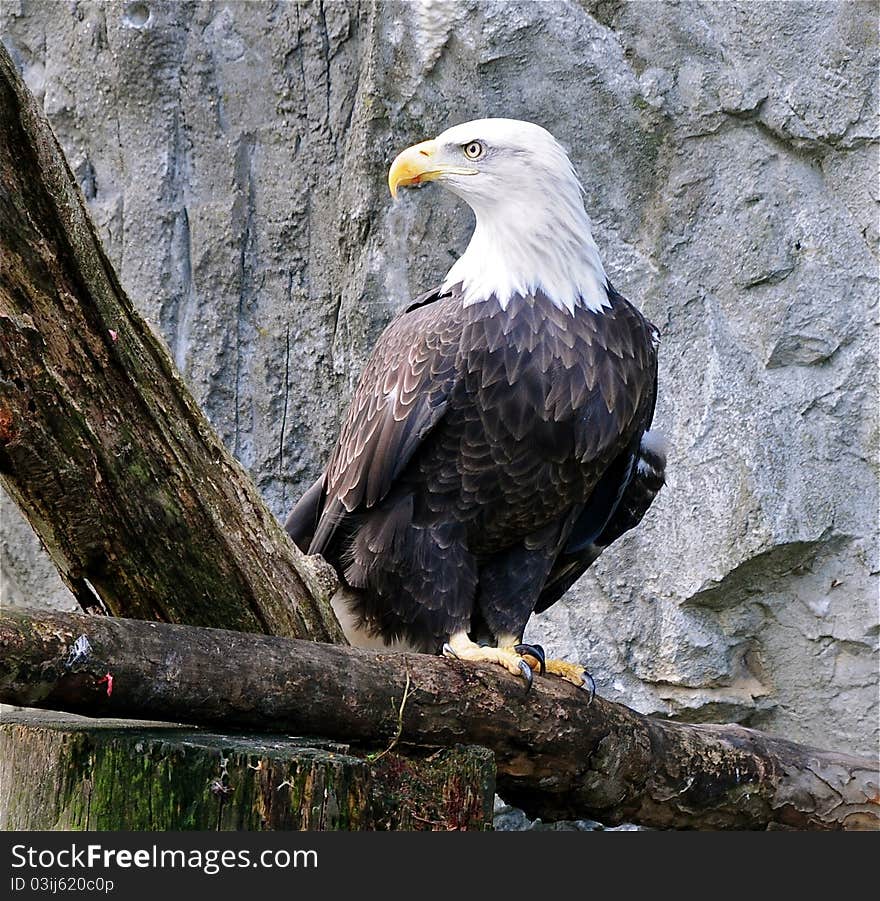 Bald Eagle2