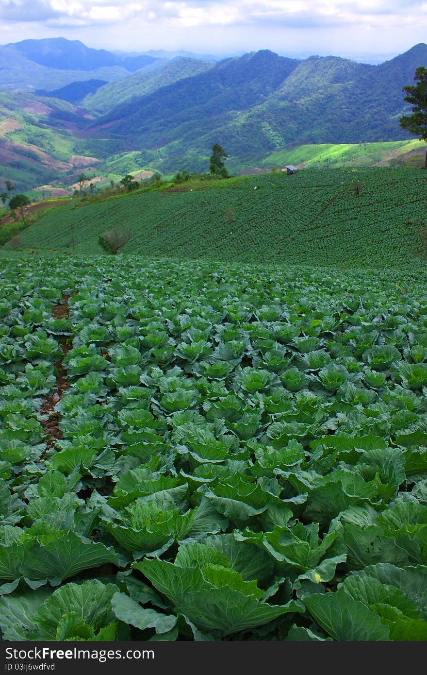 Cabbage cultivation of tribesman in Thailand,Non risk with E. coli disease. Cabbage cultivation of tribesman in Thailand,Non risk with E. coli disease.