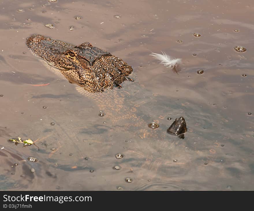 Alligator with head above water and turtle swimming across body. Alligator with head above water and turtle swimming across body