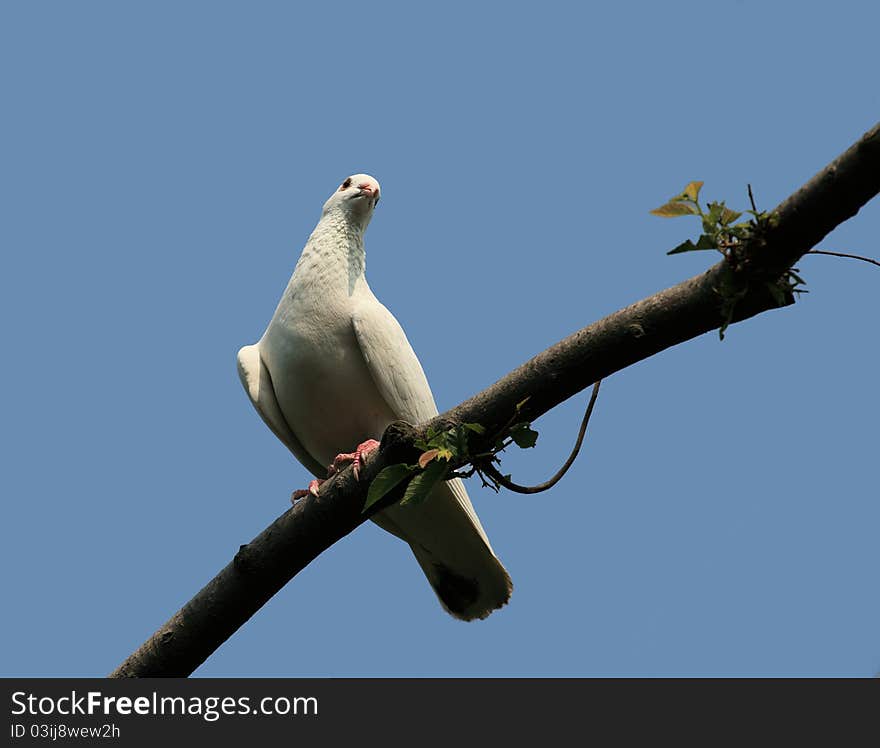 A white dove of peace