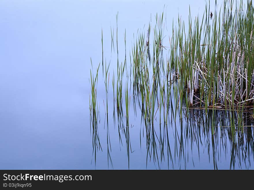 Grass sticking out of water.