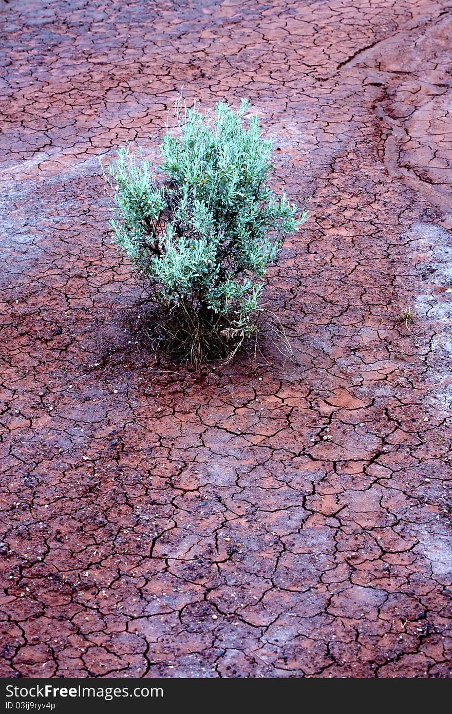 A small plant isolated on red soil. A small plant isolated on red soil.