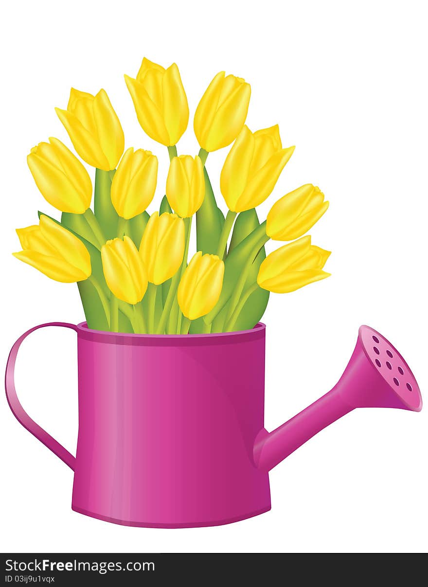 Fresh spring tulips in bucket