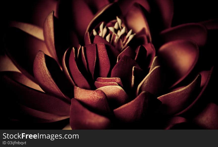 Lotus flower against black background. Lotus flower against black background