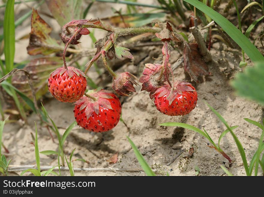 Branch with ripe wild strawberries.