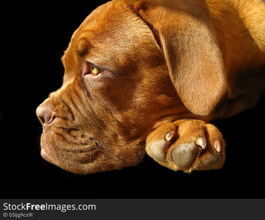 Bordeaux mastiff on a black background. Bordeaux mastiff on a black background