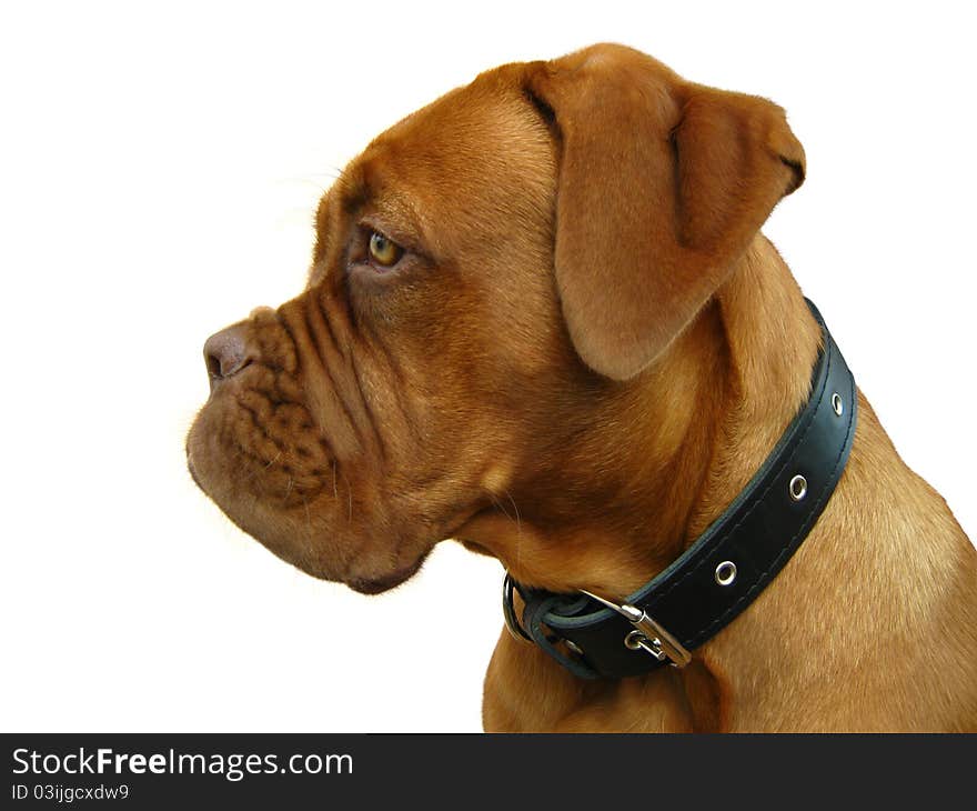 Bordeaux mastiff on a white background. Bordeaux mastiff on a white background