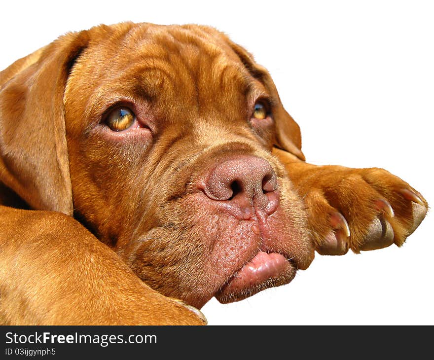 Bordeaux mastiff with a red mask. Bordeaux mastiff with a red mask