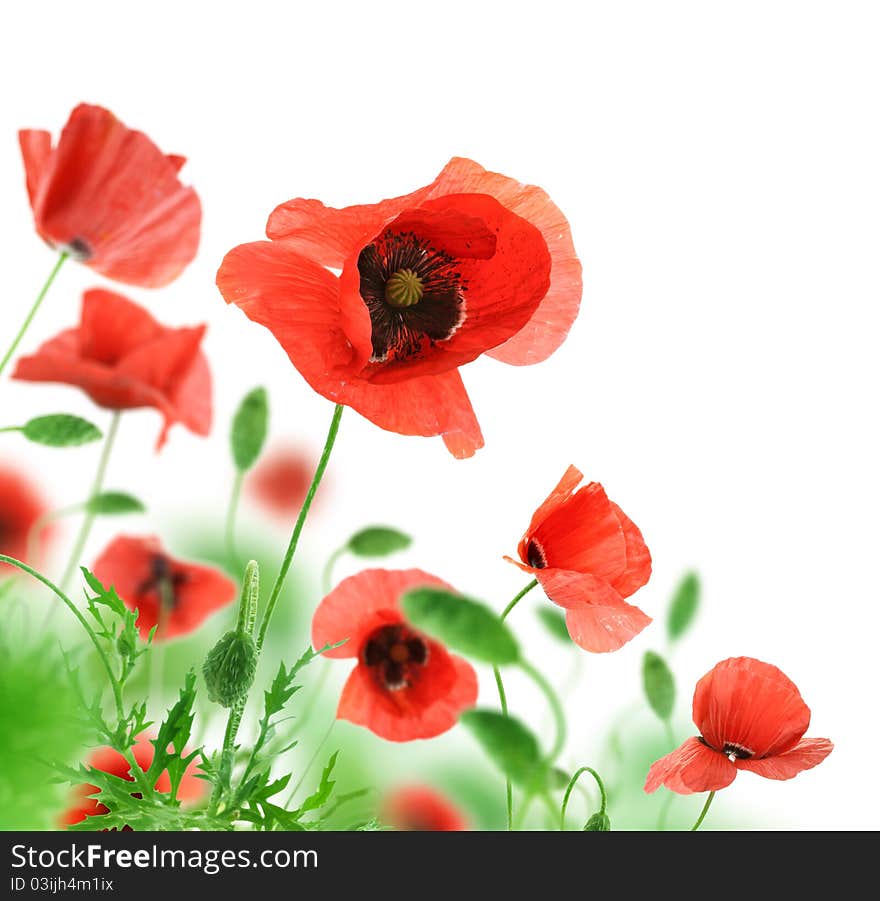 Beautiful red poppies isolated on a white background. Beautiful red poppies isolated on a white background.